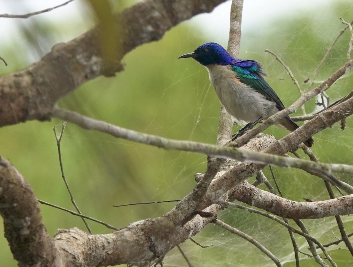 ルリイロコバシタイヨウチョウ - ML645201959