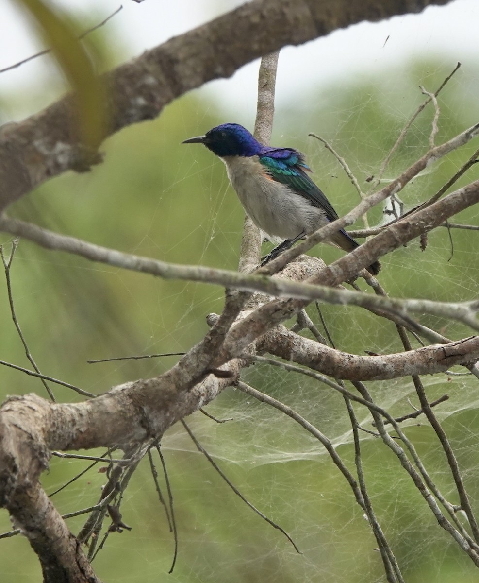 ルリイロコバシタイヨウチョウ - ML645201960
