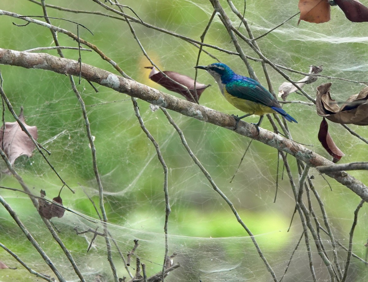 ルリイロコバシタイヨウチョウ - ML645201961