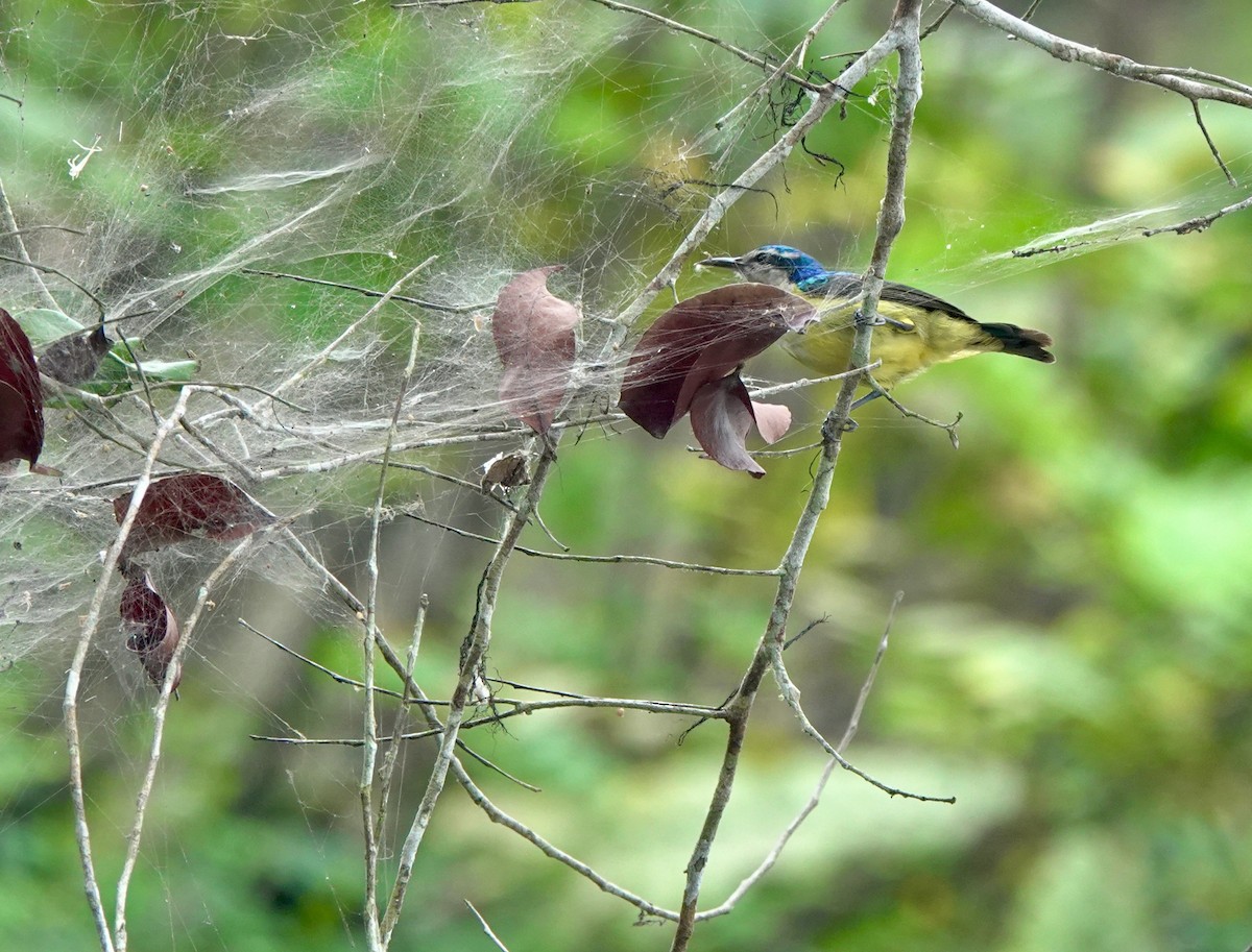 ルリイロコバシタイヨウチョウ - ML645201962