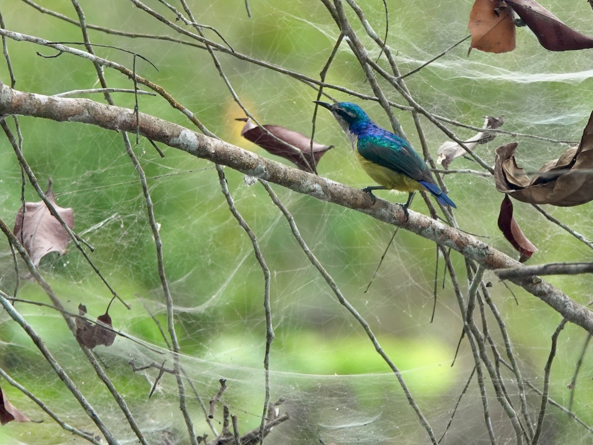 ルリイロコバシタイヨウチョウ - ML645201963