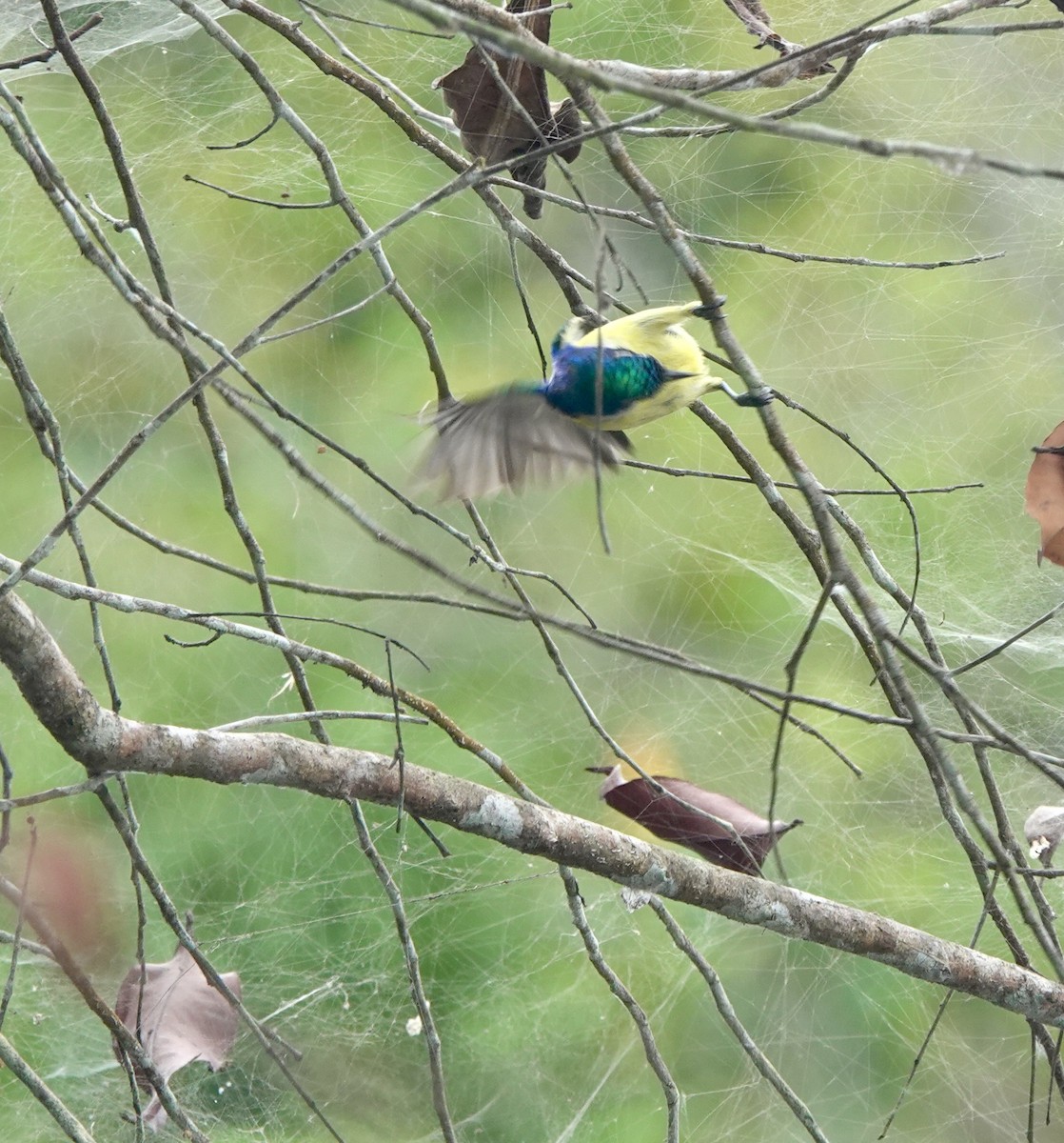 ルリイロコバシタイヨウチョウ - ML645201964