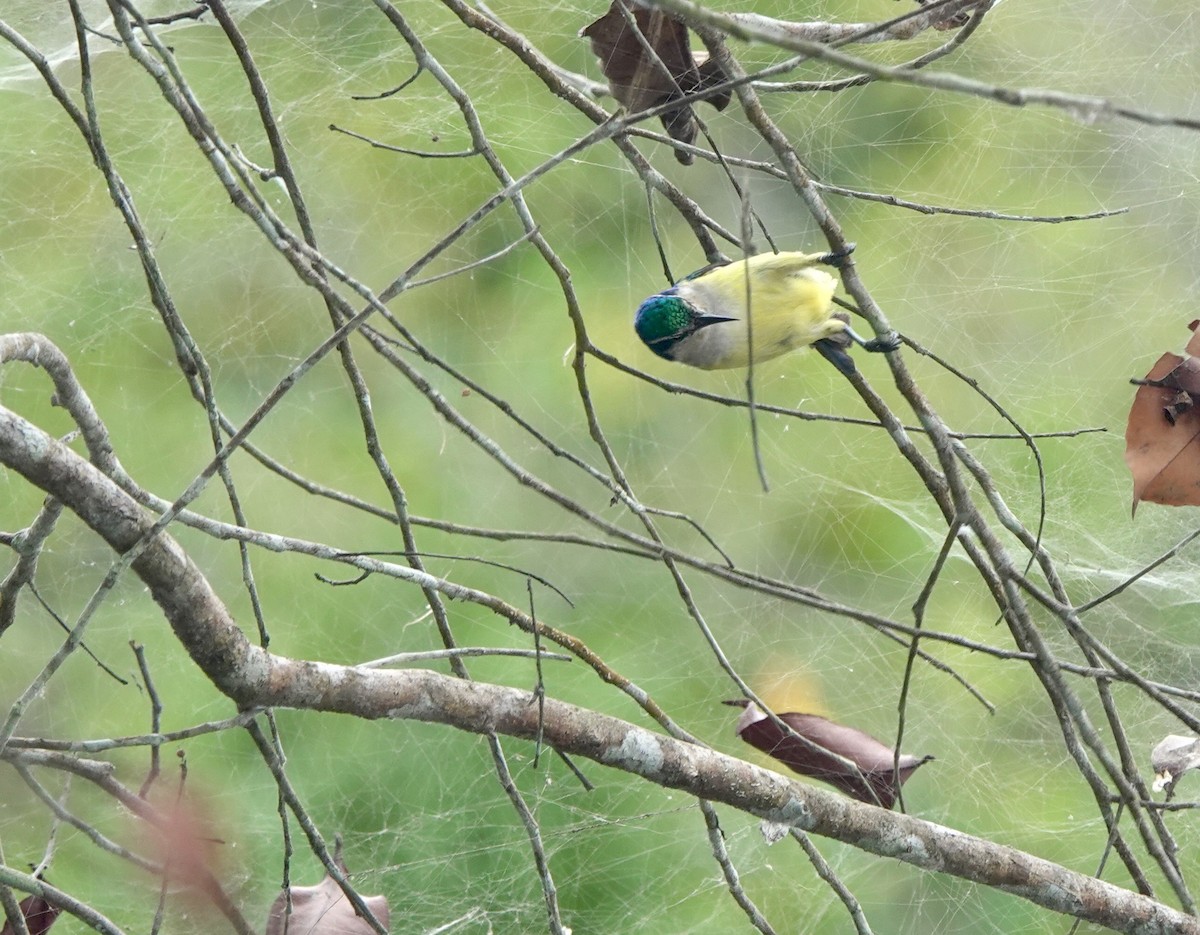 ルリイロコバシタイヨウチョウ - ML645201965