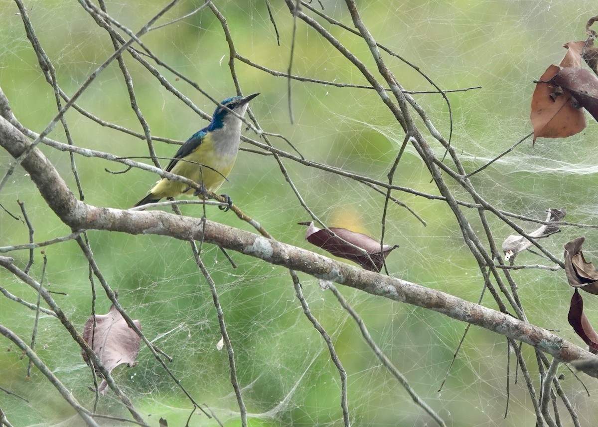 ルリイロコバシタイヨウチョウ - ML645201966