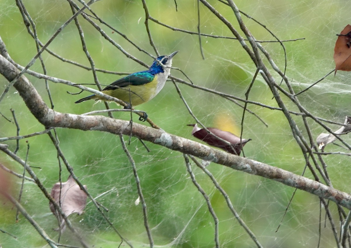 ルリイロコバシタイヨウチョウ - ML645201967