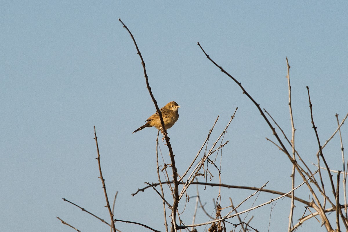 セッカ - ML645201970