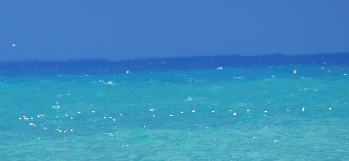 ウミガラス属／オオハシウミガラス属（ウミガラスの種） - ML645201972