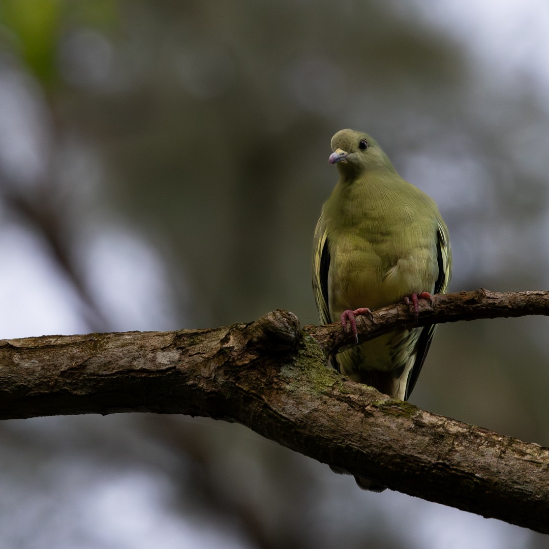 Pink-necked Green-Pigeon - ML645201973