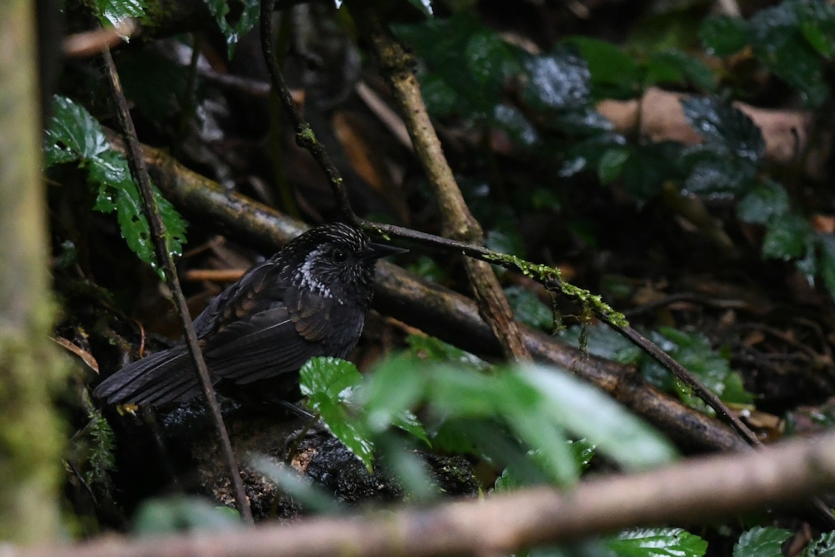 Sikkim Wedge-billed Babbler - ML645201976