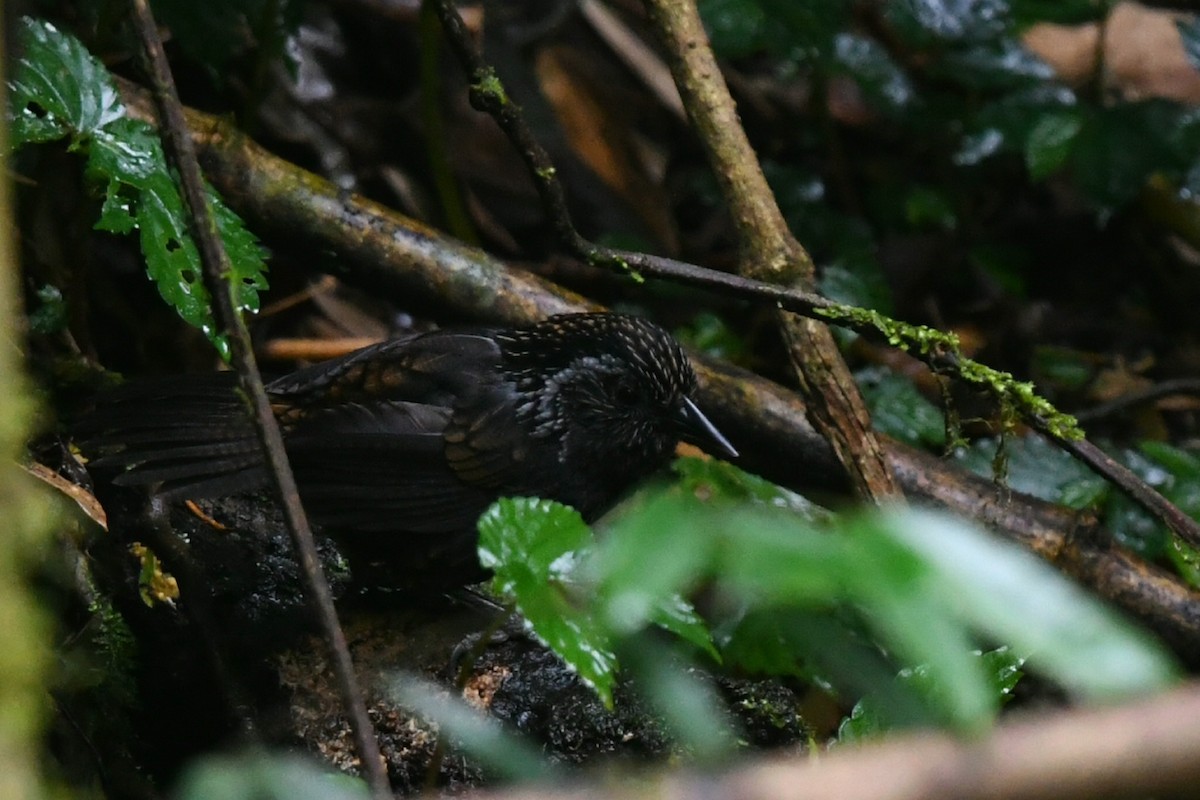 Sikkim Wedge-billed Babbler - ML645201977