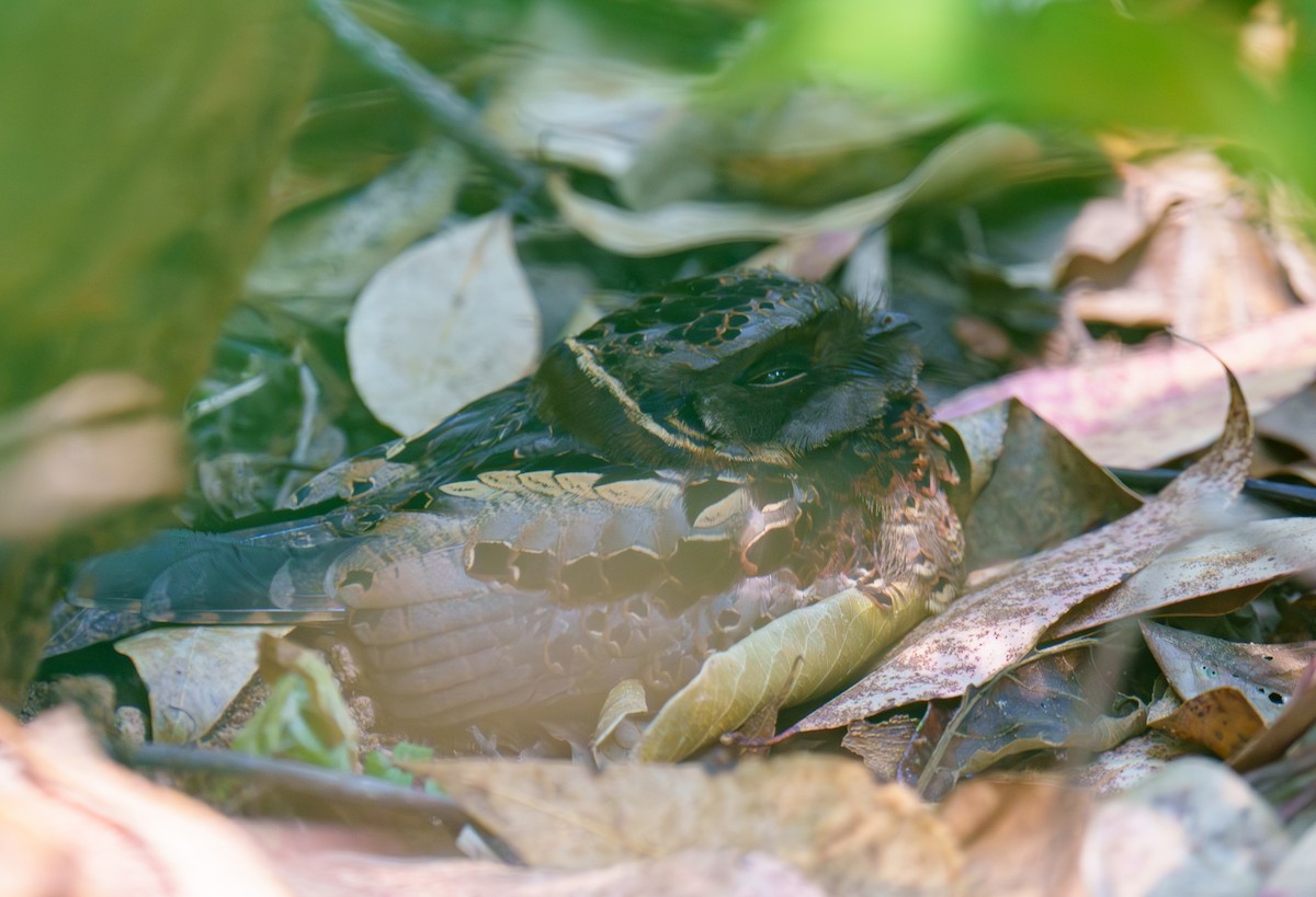 Collared Nightjar - ML645201979