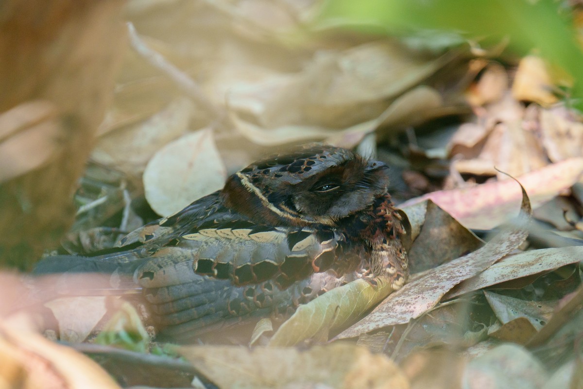 Collared Nightjar - ML645201980