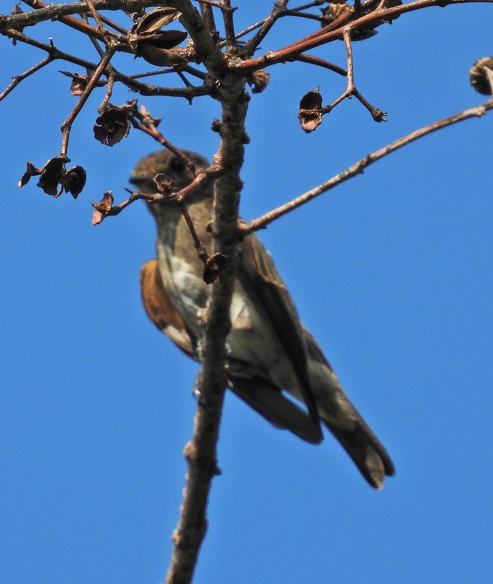 Euli-txori siberiarra - ML645201981