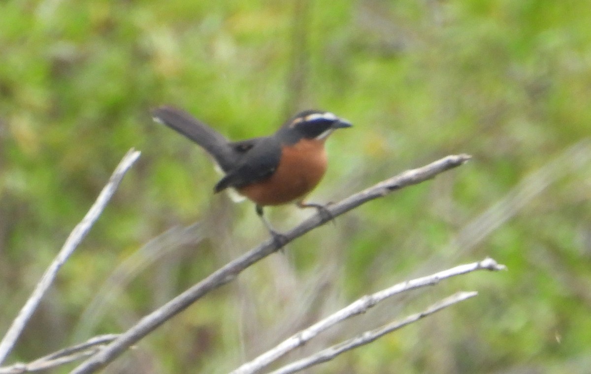 Black-and-rufous Warbling Finch - ML645201982