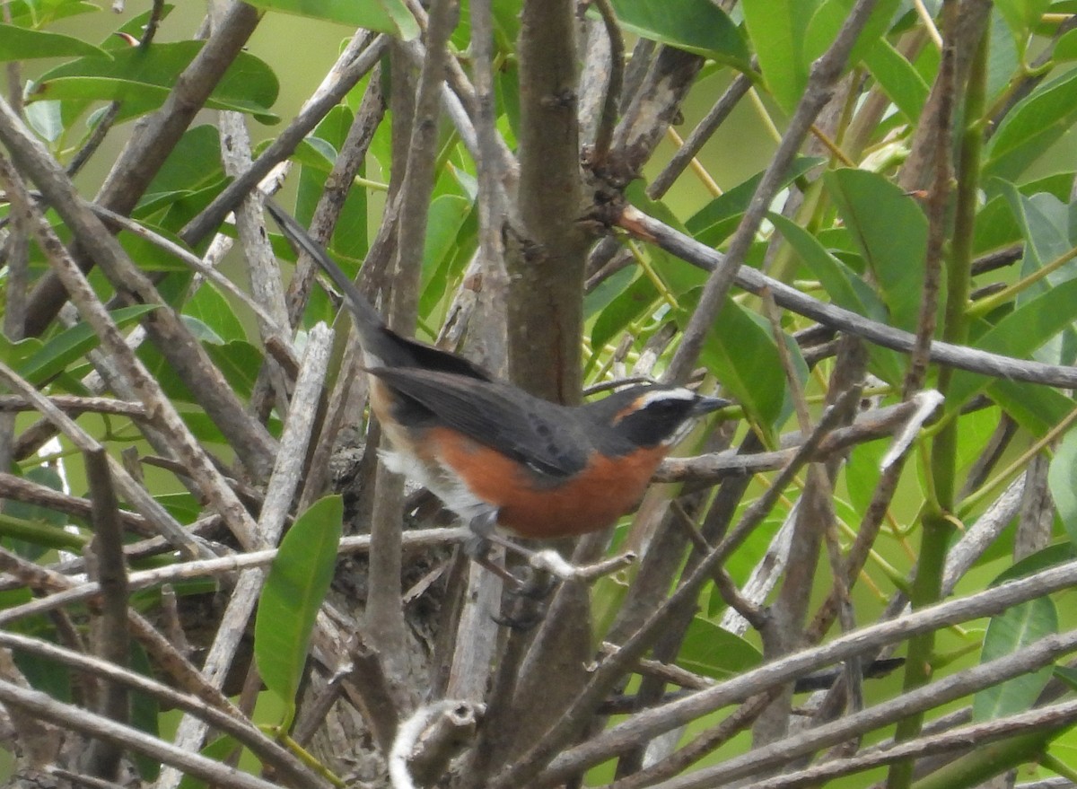 Black-and-rufous Warbling Finch - ML645201983