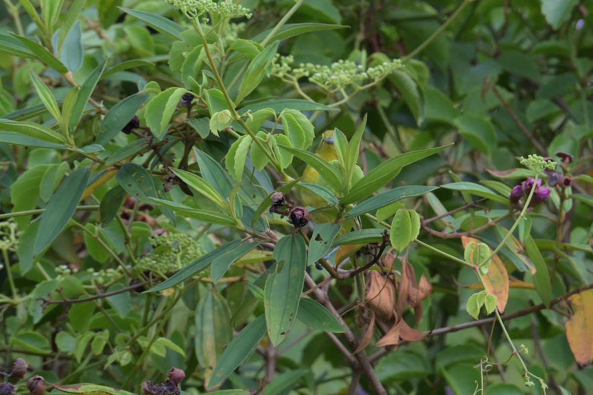 Swinhoe's White-eye - ML645201984