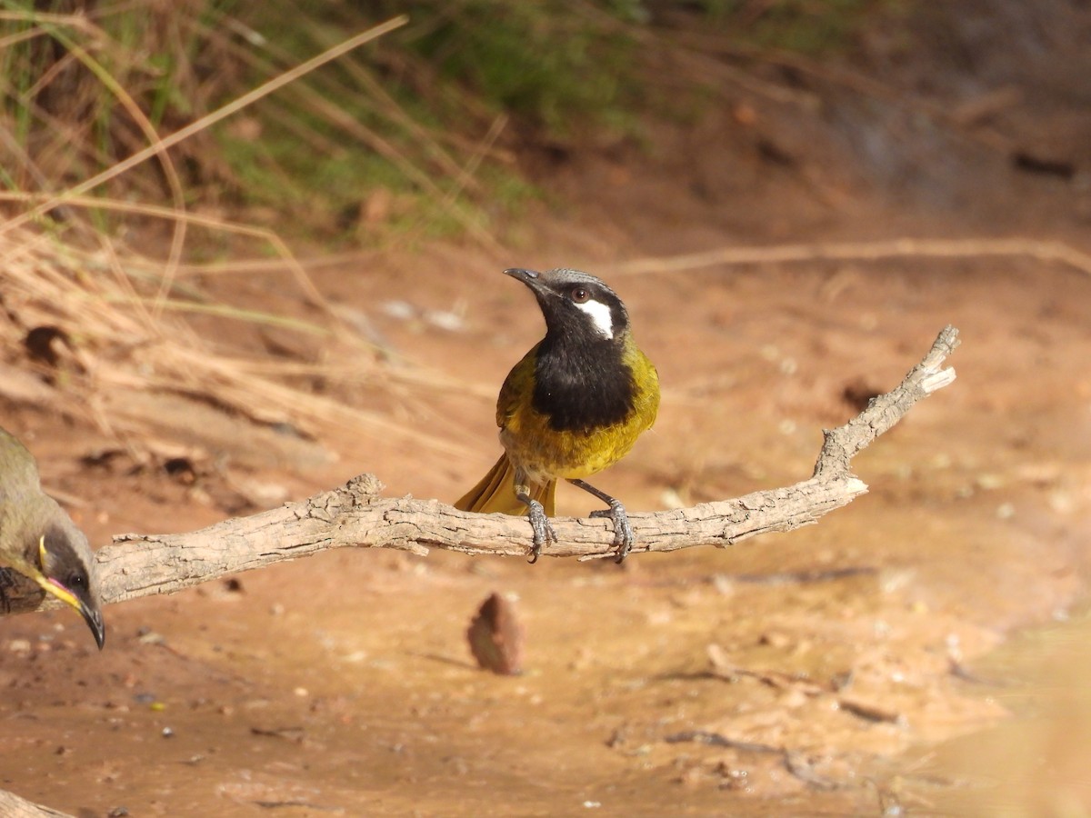 White-eared Honeyeater - ML645201985