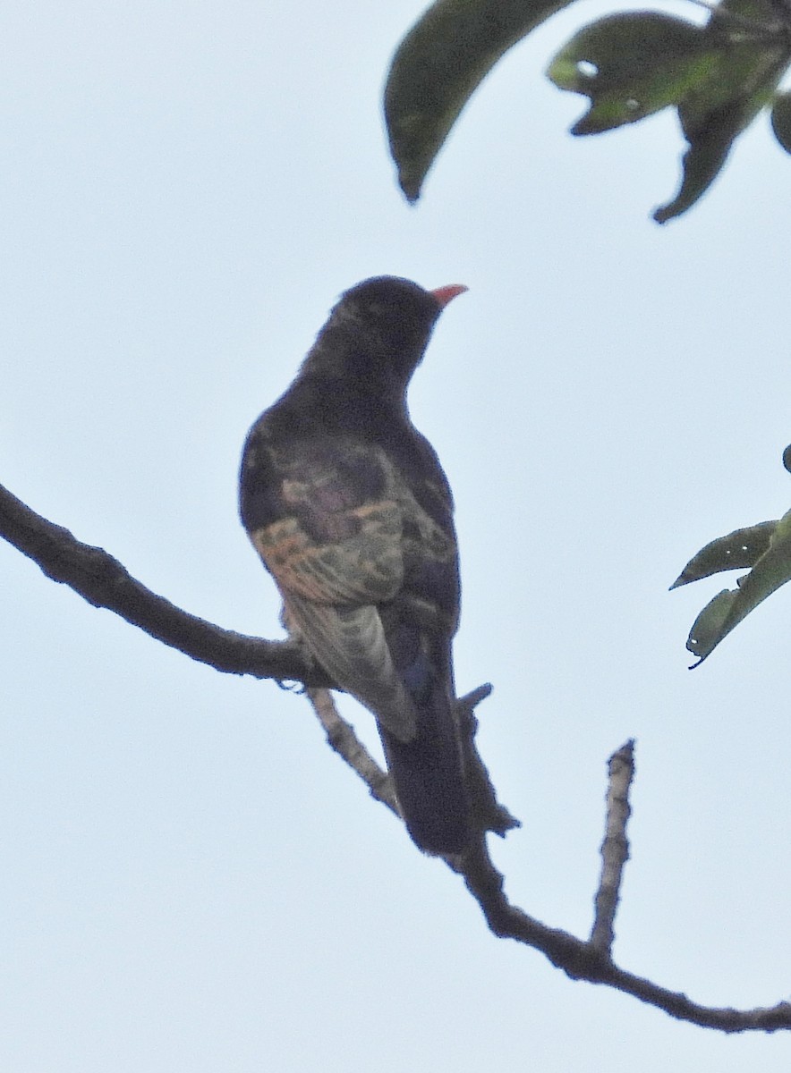 Violet Cuckoo - ML645201988