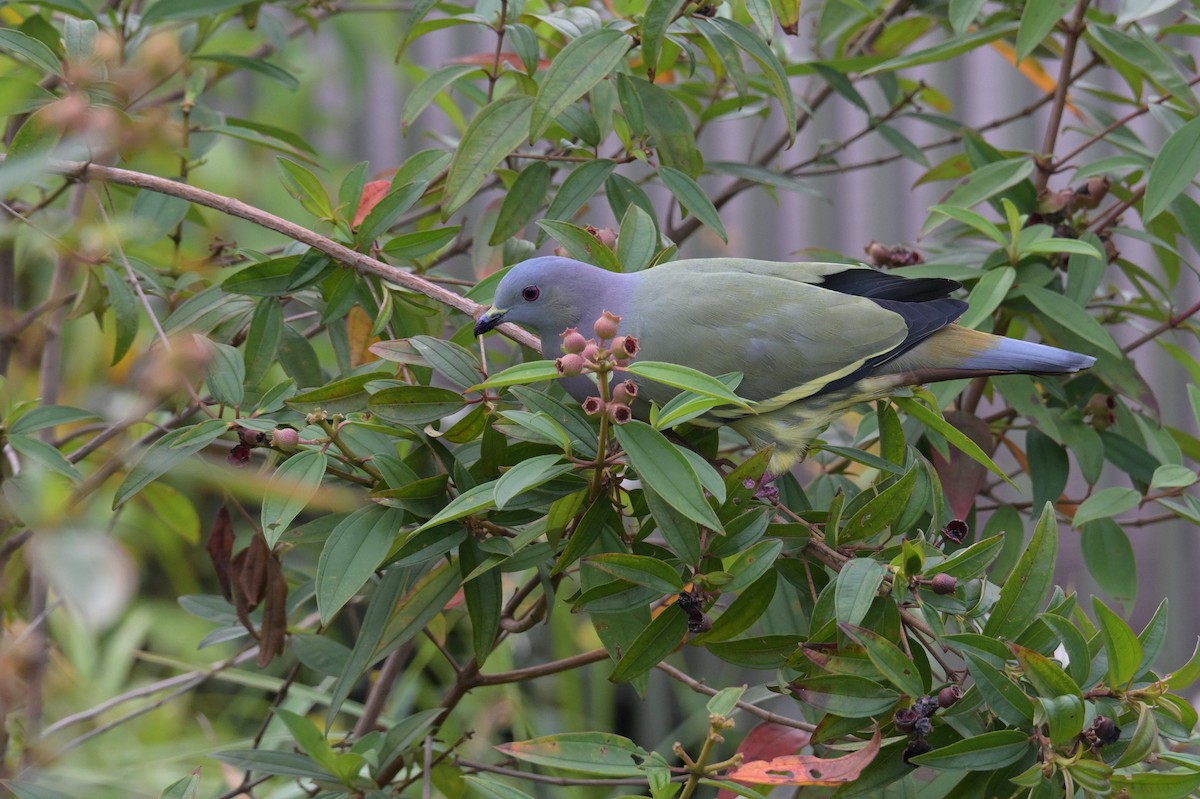 Pink-necked Green-Pigeon - ML645201989