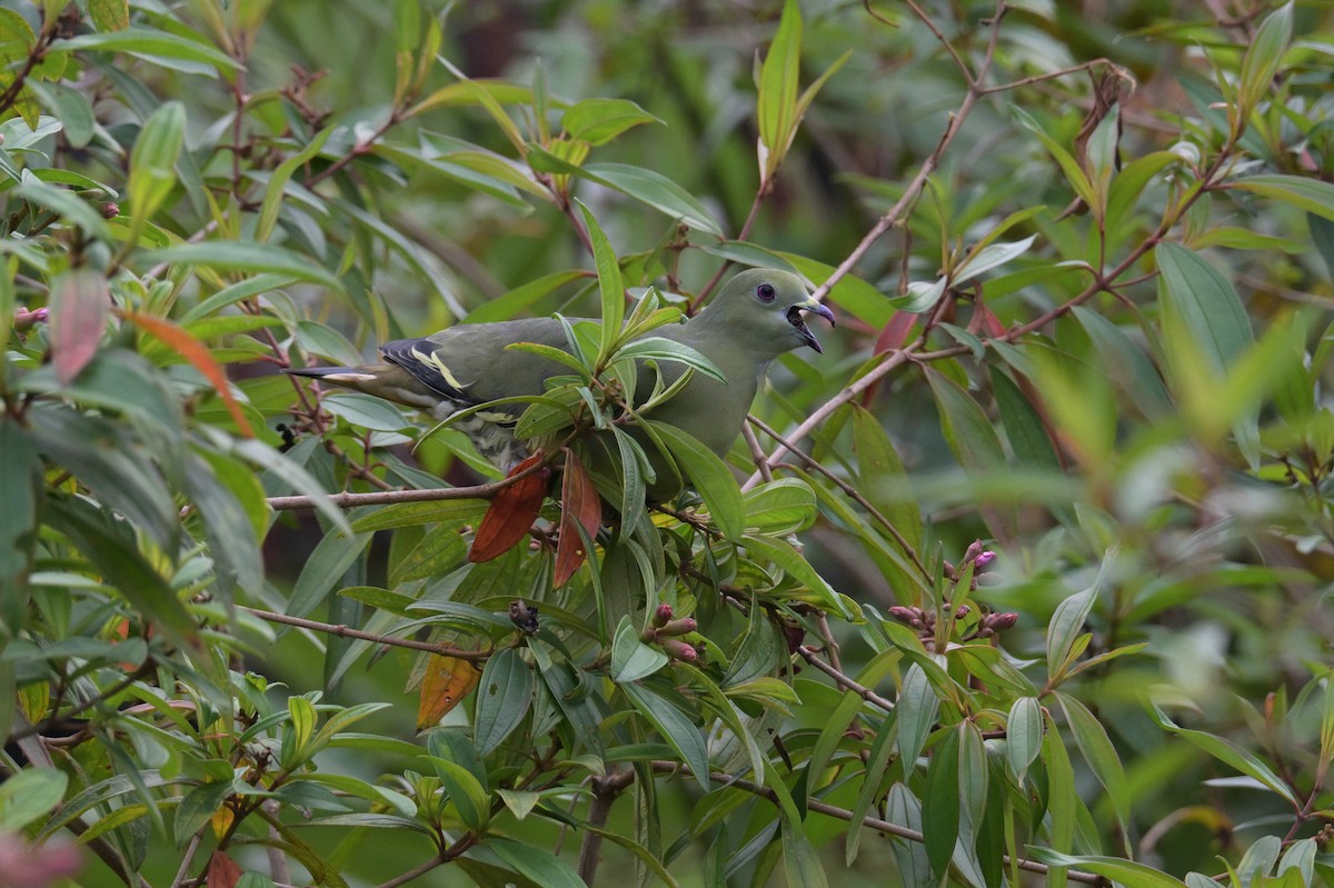 Pink-necked Green-Pigeon - ML645201990