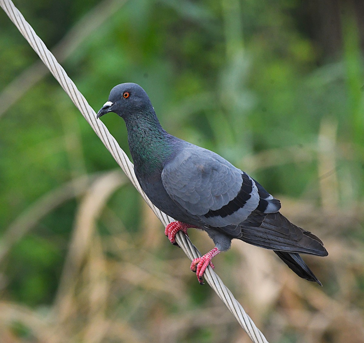 Haitz-usoa (etxekoa) - ML645201991