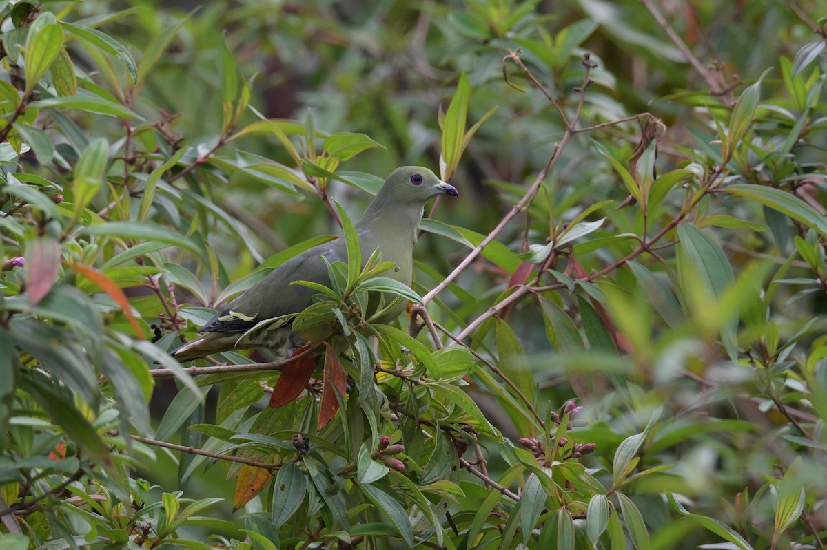 Pink-necked Green-Pigeon - ML645201992