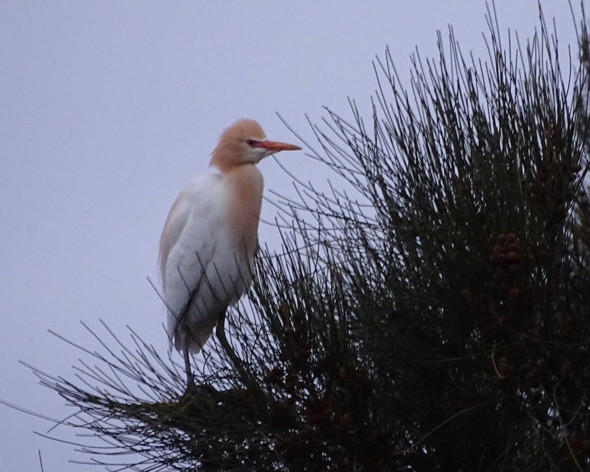 Eastern Cattle-Egret - ML645201996