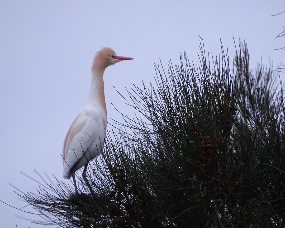 Eastern Cattle-Egret - ML645201997