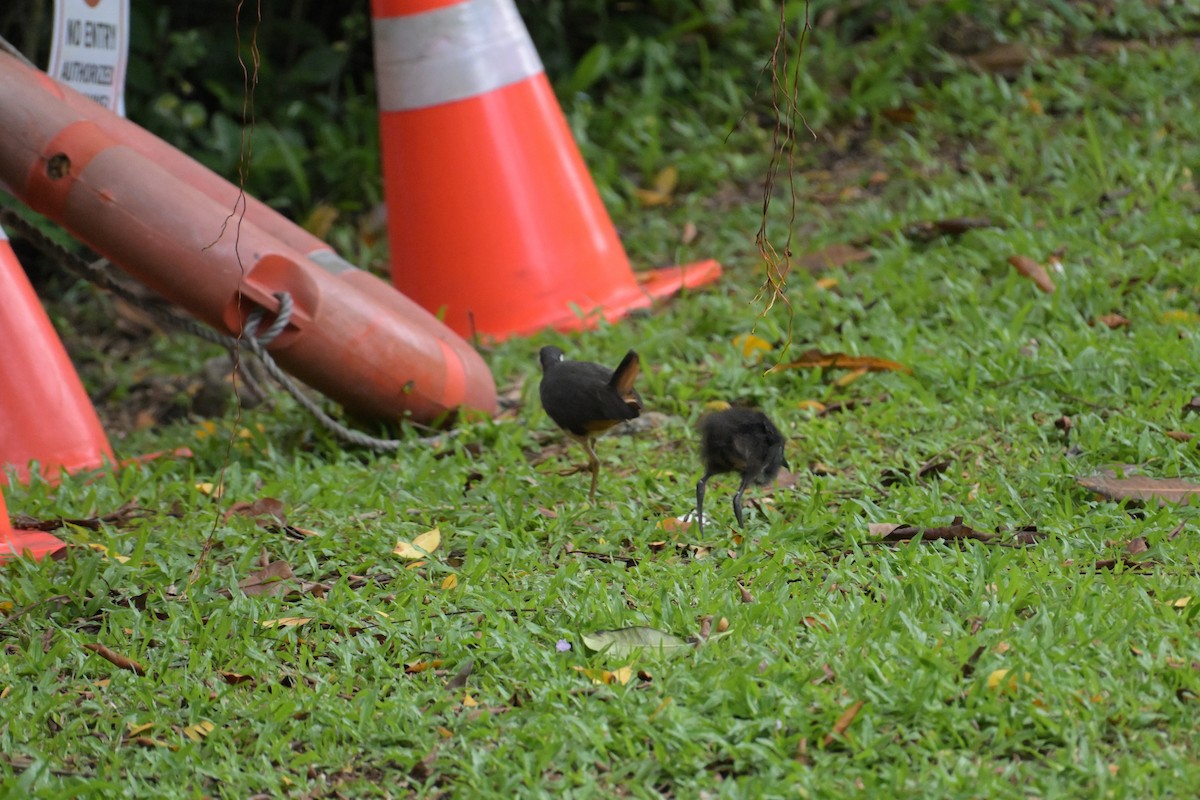 White-breasted Waterhen - ML645201998