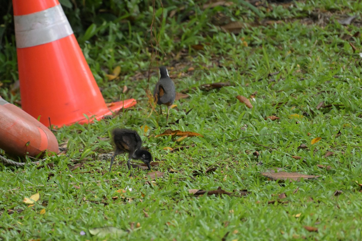 White-breasted Waterhen - ML645202000