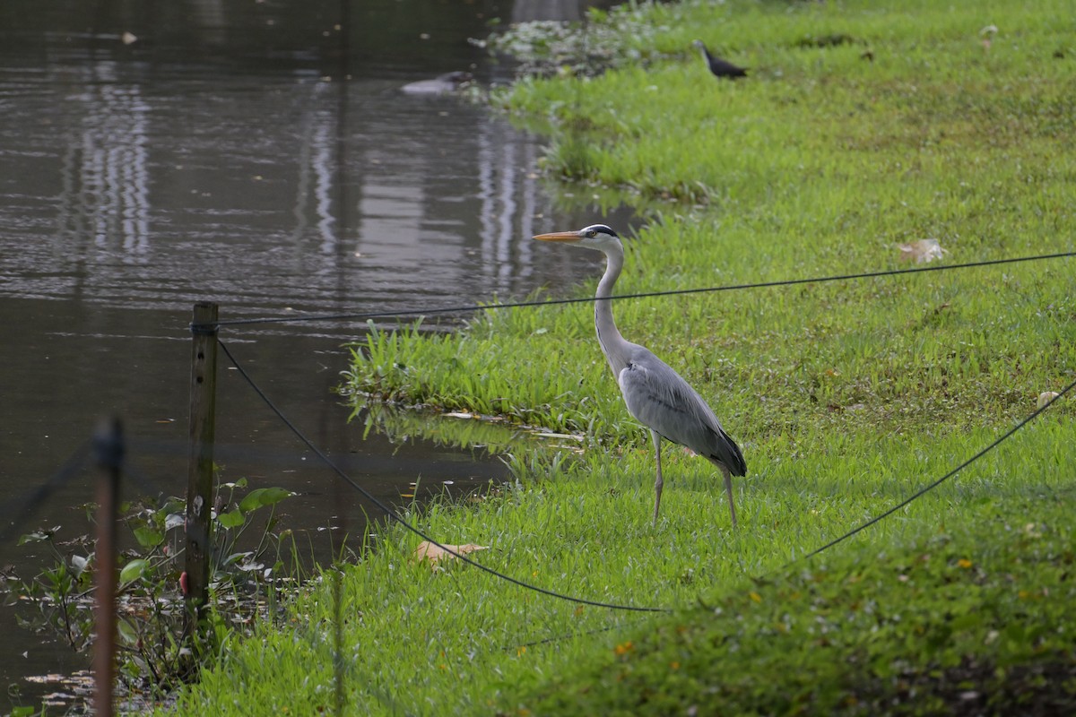 Koartza hauskara - ML645202002