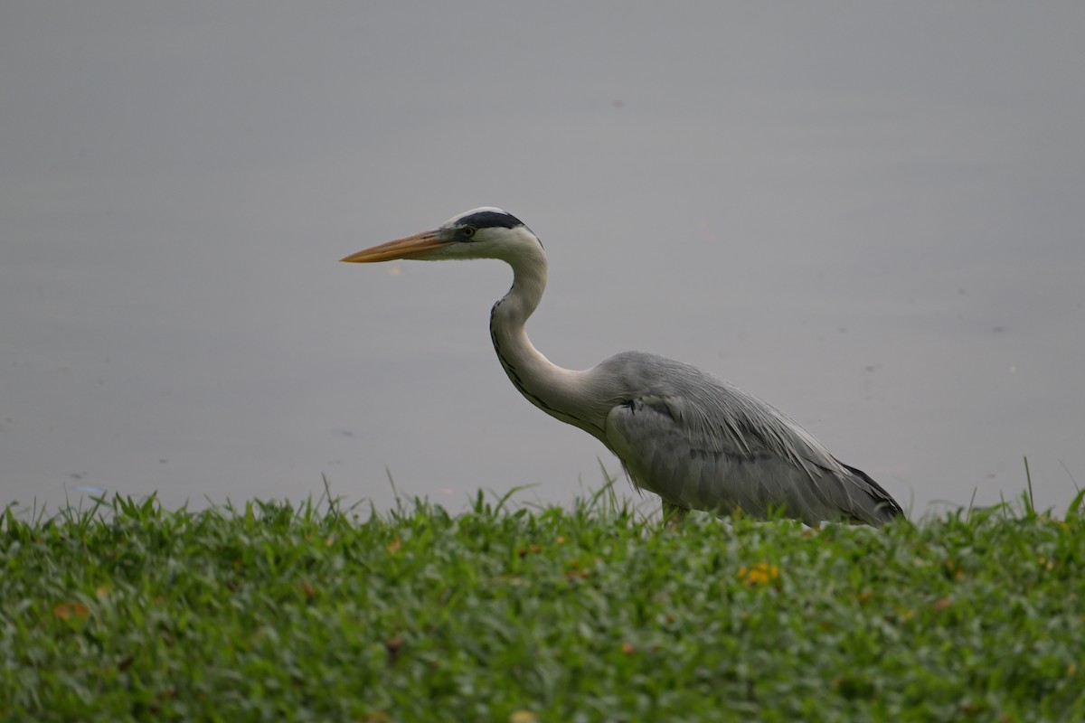 Koartza hauskara - ML645202003