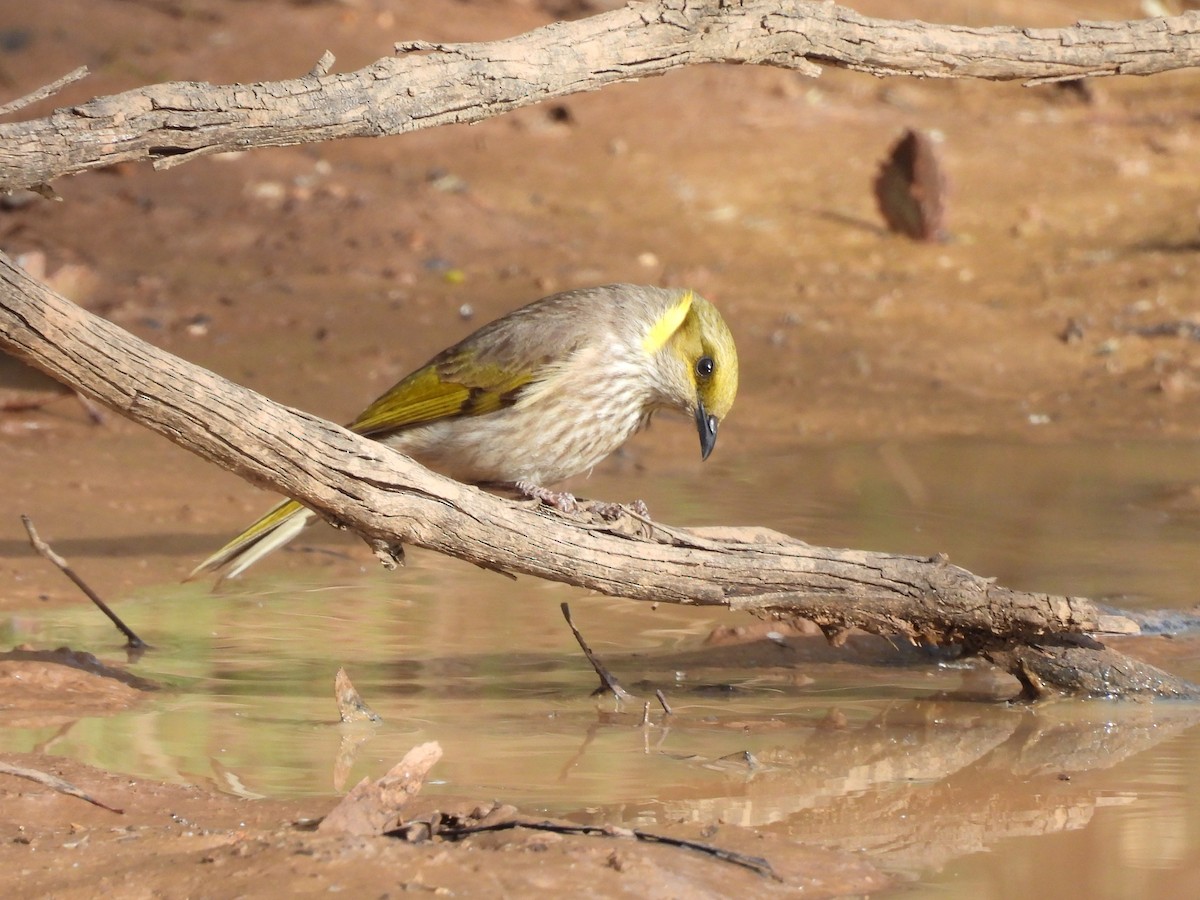 Yellow-plumed Honeyeater - ML645202005
