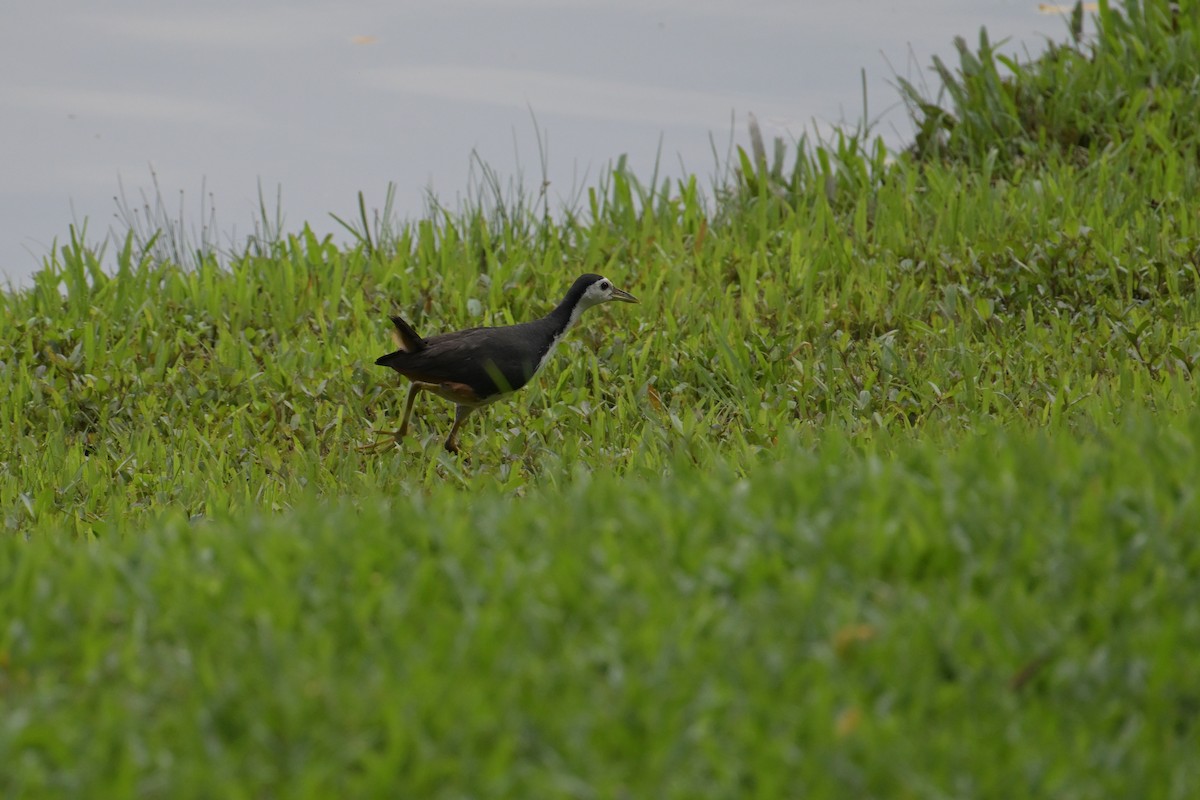 White-breasted Waterhen - ML645202006