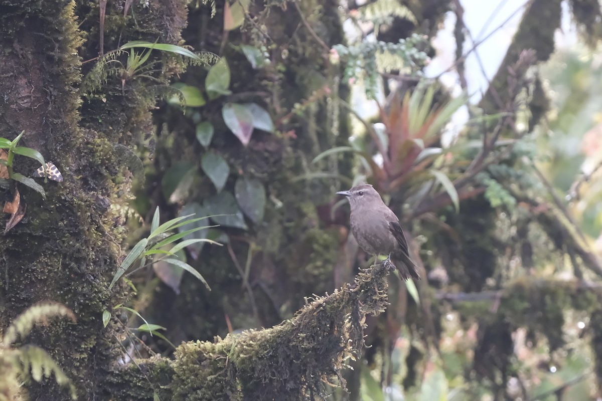 Smoky Bush-Tyrant - ML645202009