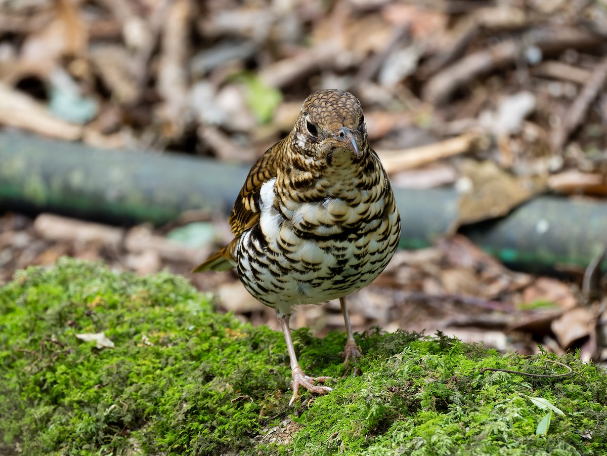Bassian/Russet-tailed Thrush - ML645202010