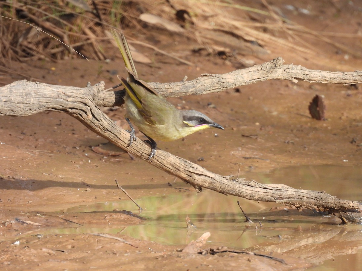 Purple-gaped Honeyeater - ML645202011