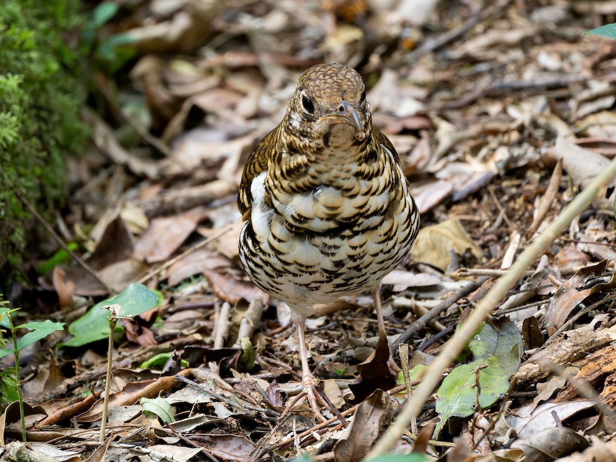 Russet-tailed Thrush - ML645202012