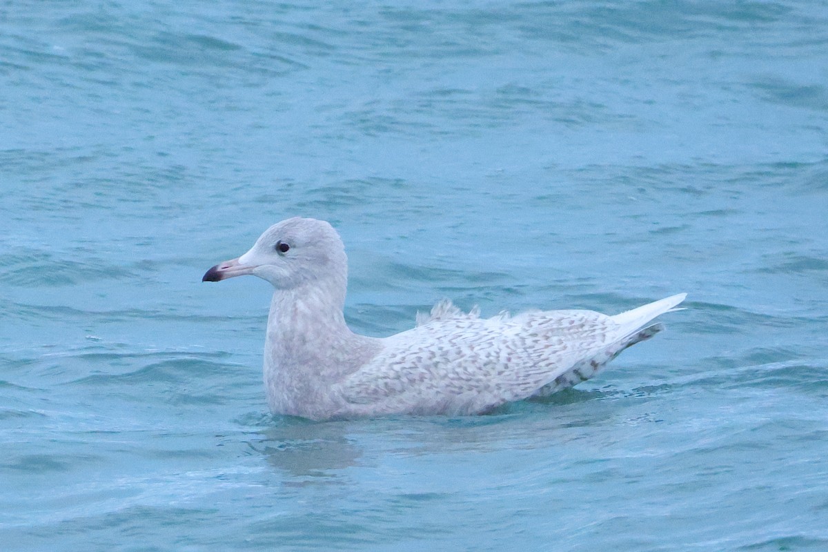 Gavión Hiperbóreo - ML645202017