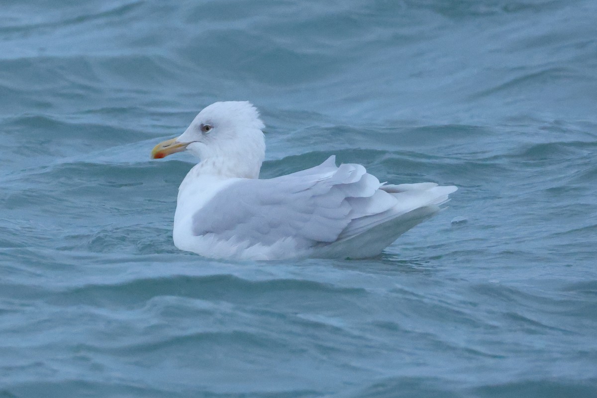 Gavión Hiperbóreo - ML645202018