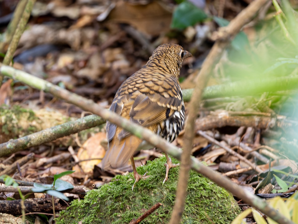 Russet-tailed Thrush - ML645202019