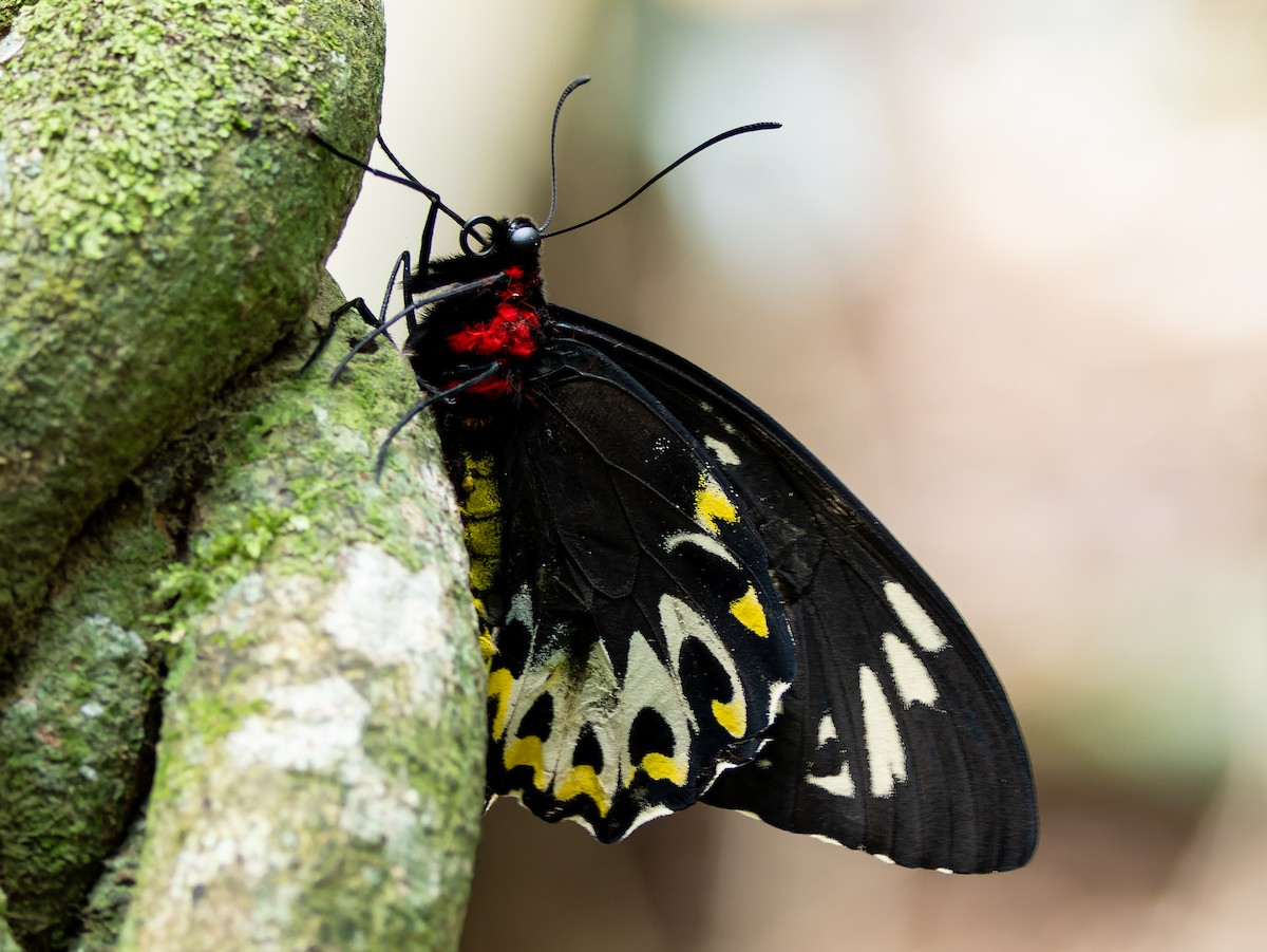 Richmond Birdwing - ML645202026