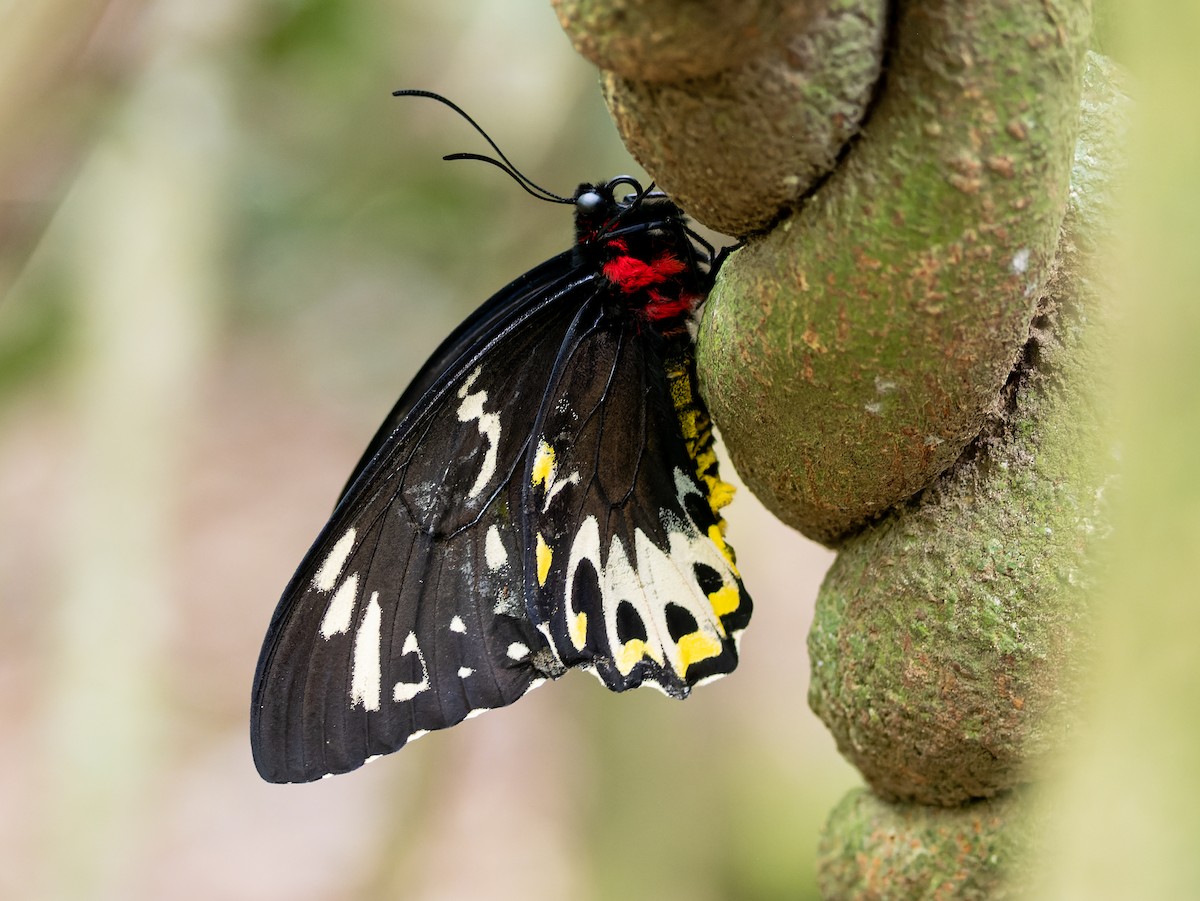 Richmond Birdwing - ML645202027