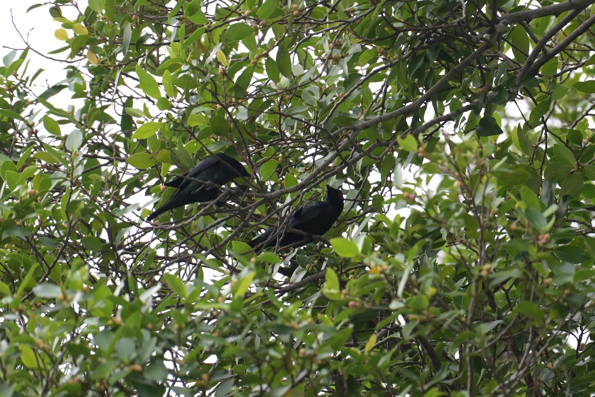 špaček rudooký - ML645202035