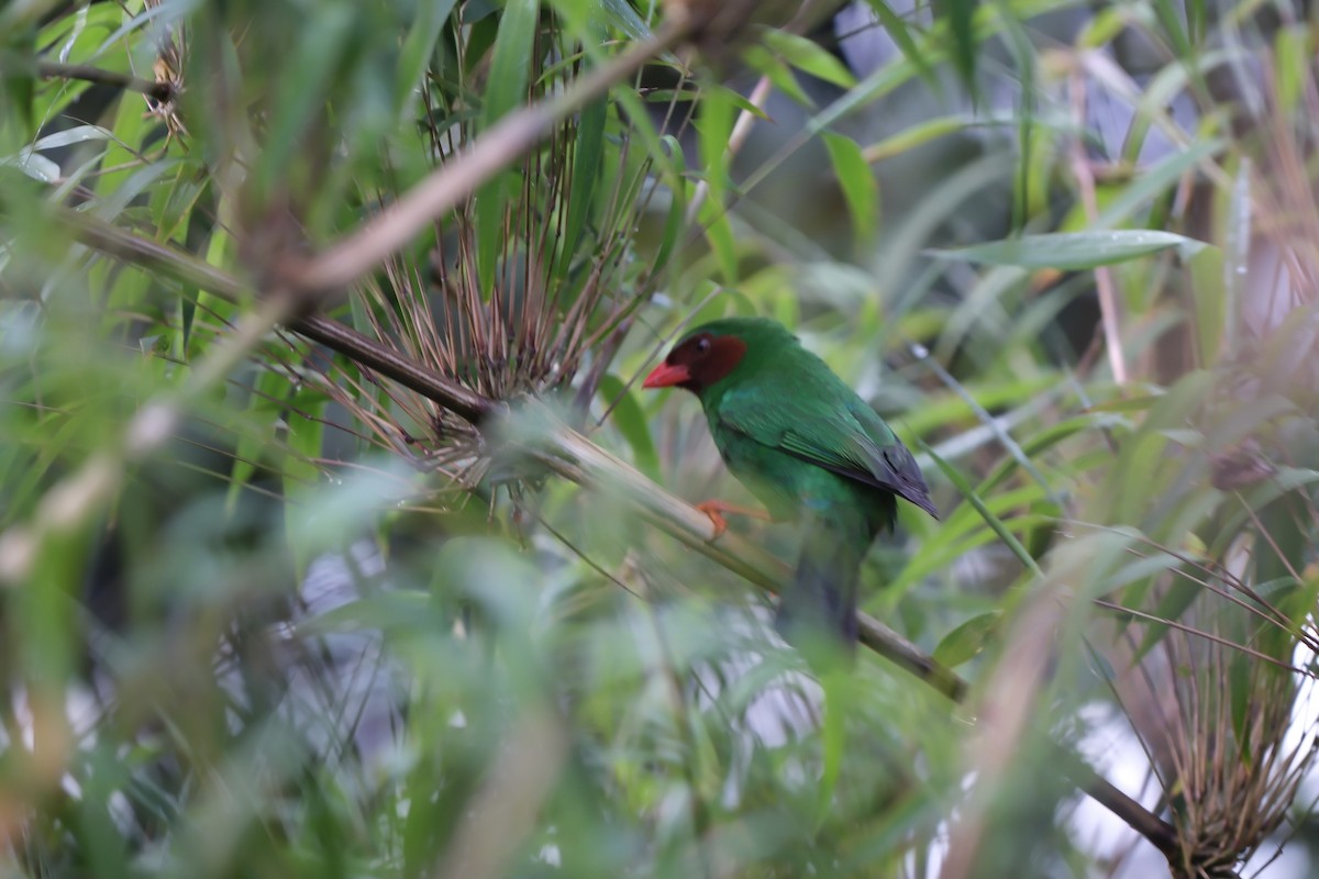 Grass-green Tanager - ML645202043