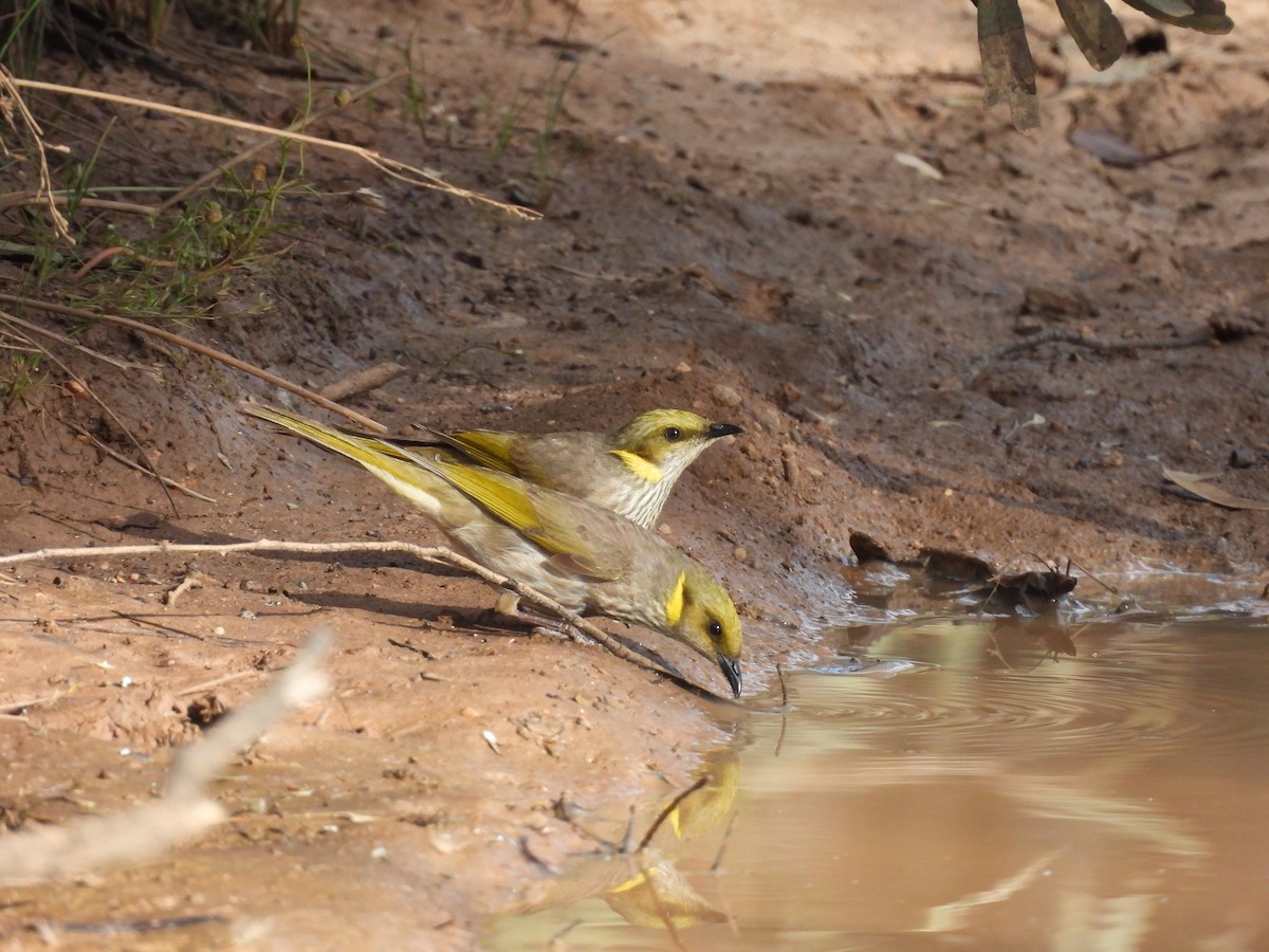 Кольчатый медосос - ML645202051