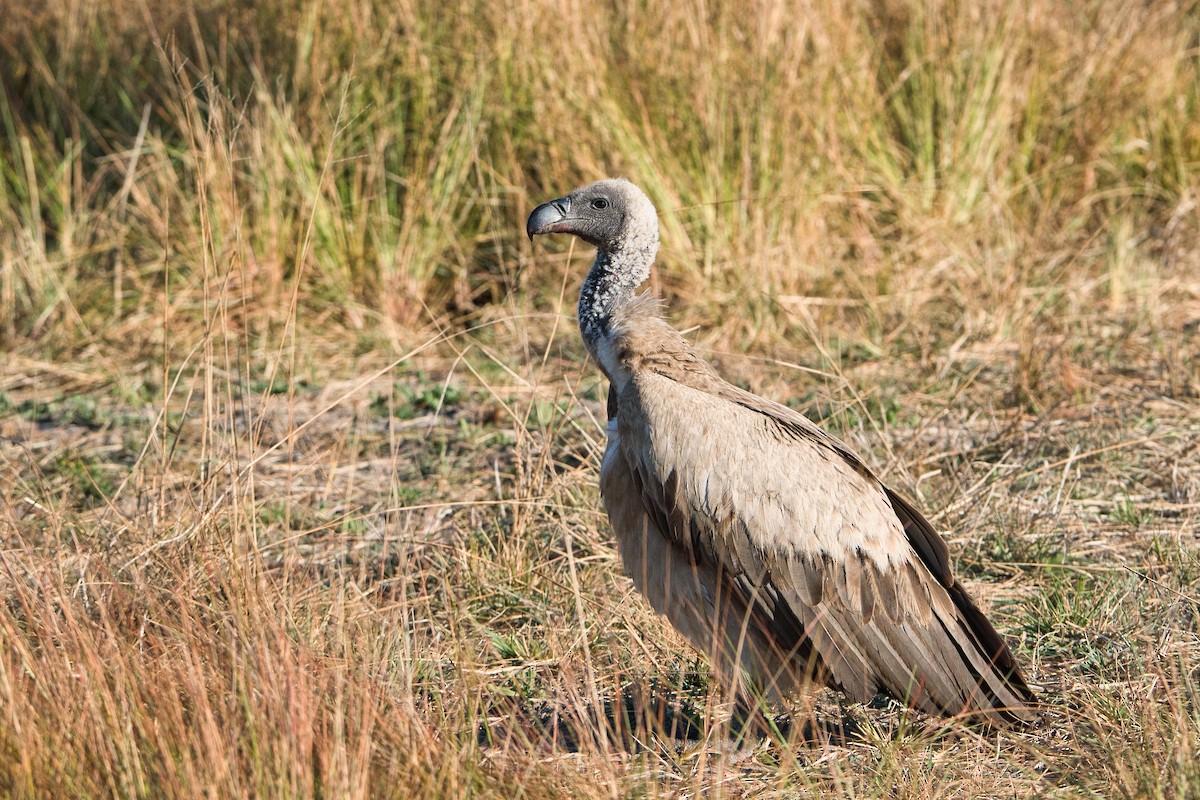 Ak Sırtlı Akbaba - ML645202062