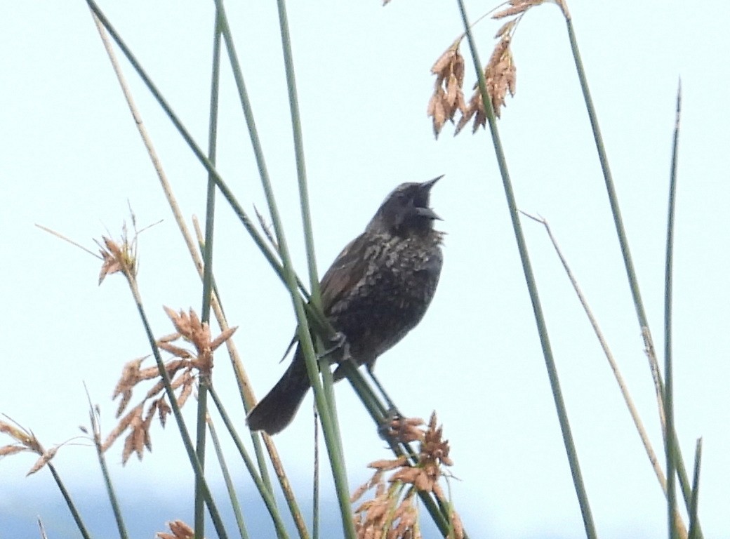 Yellow-winged Blackbird - ML645202064