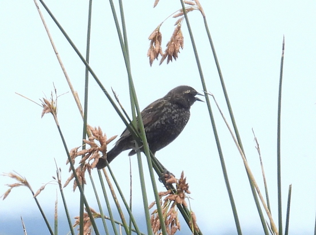 Yellow-winged Blackbird - ML645202065