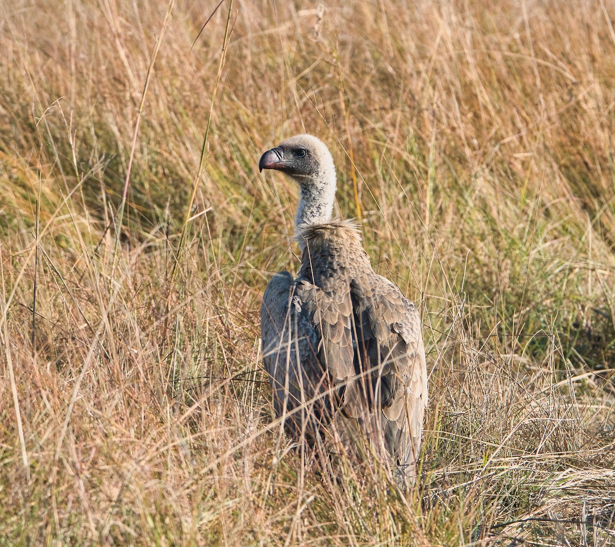 Ak Sırtlı Akbaba - ML645202066